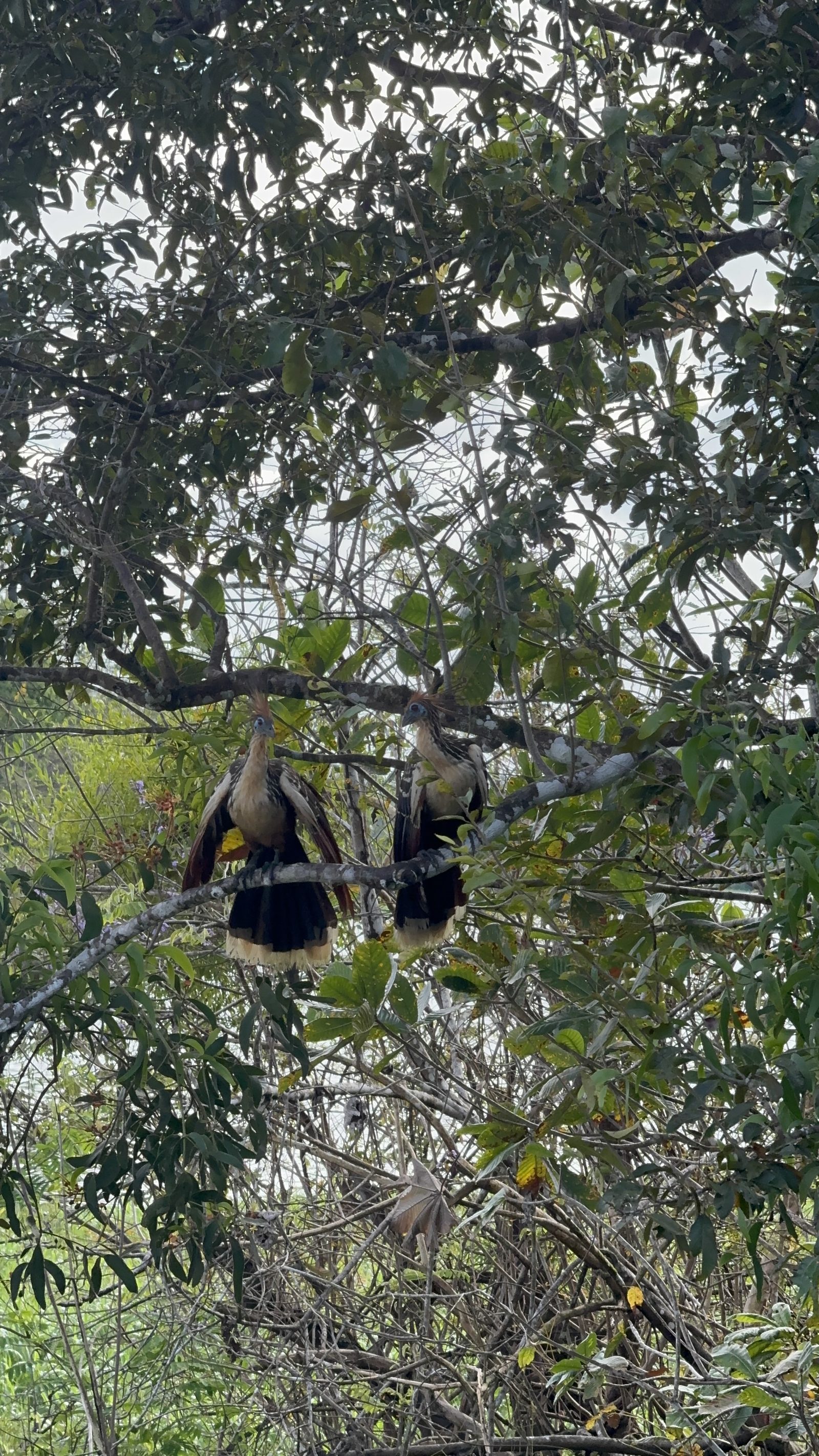 Hoatzin birds perched in Amazon trees