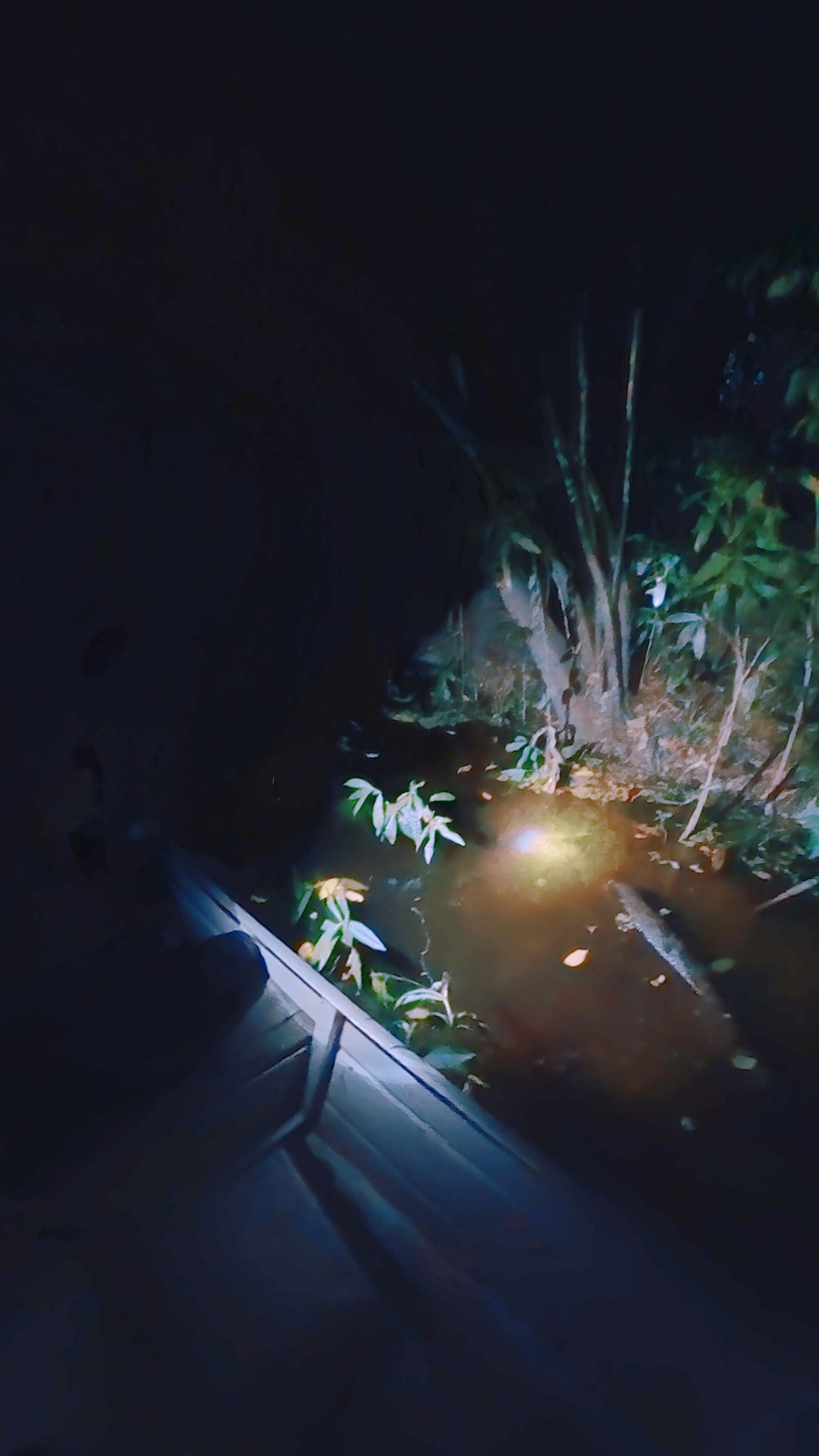 Spotting a caiman during the night safari