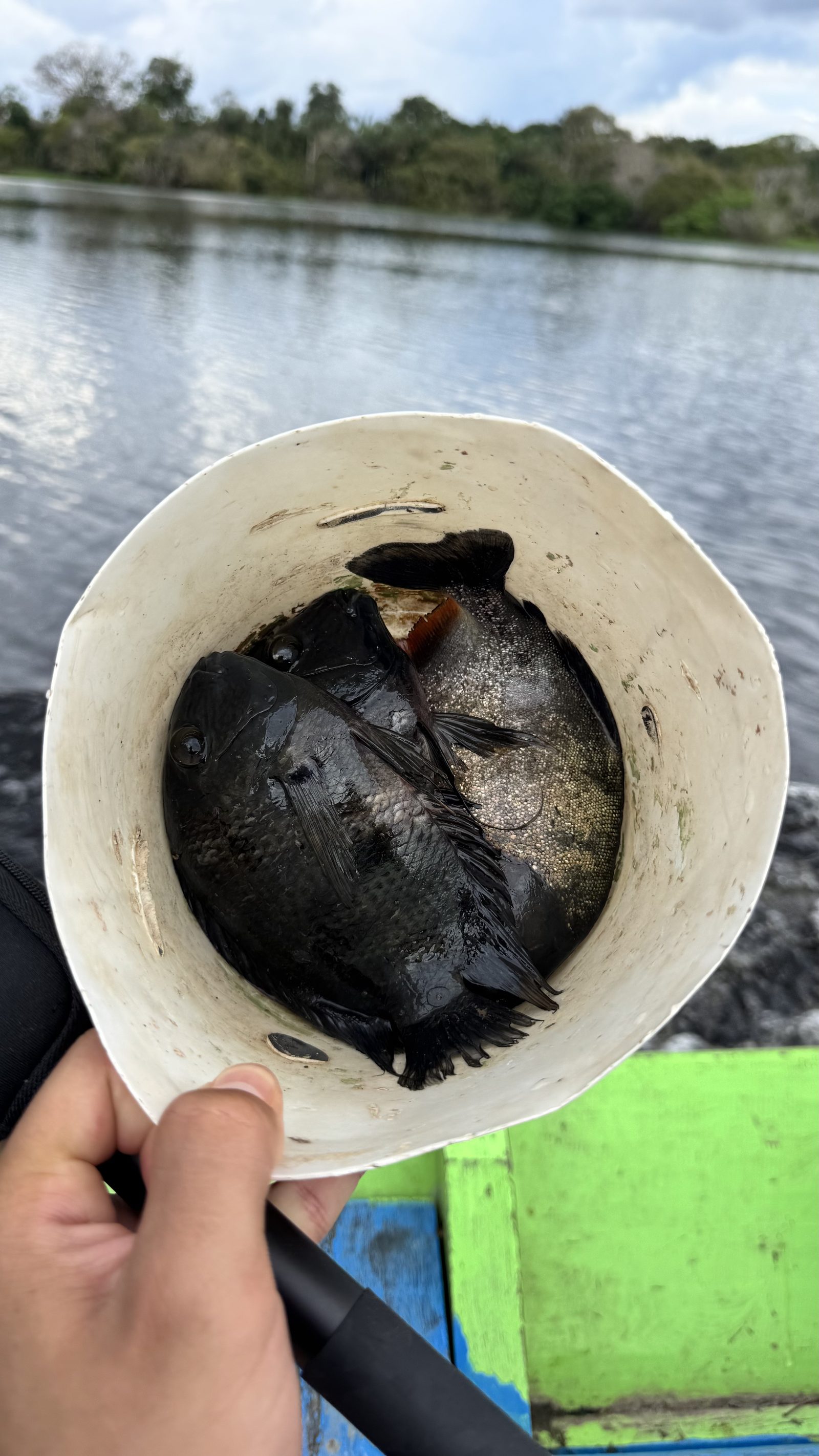 Fresh fish caught during an Amazon fishing trip